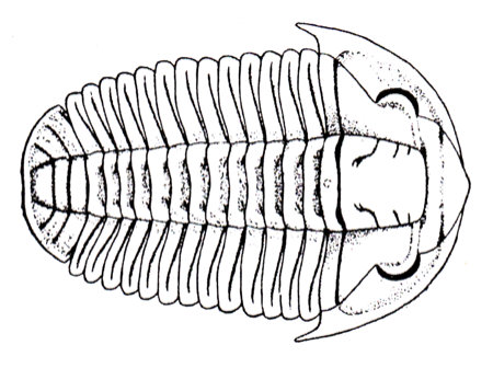 Trilobit